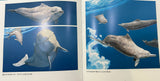 香港中華白海豚海洋生態繪本｜香港中華白海豚海洋生態繪本