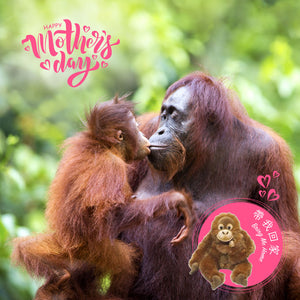 Bring Me Home - Orangutan Parent & kid |  帶我回家 - 親子紅毛猩猩