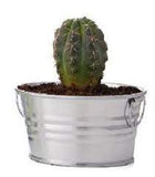 Mini Basins - Cactus | 迷你盆栽 - 仙人掌